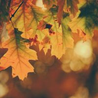 Autumnal Activities teaser image